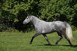 Connemara Free Running, Century Hill's Hazy Westleigh