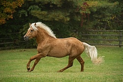 Connemara Stallion Free Running, Century Hill's Gold Not Silver Connemara Stallion Free Running, Century Hill's Gold Not Silver