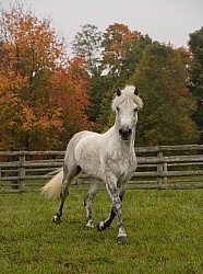Connemara Stallion Free Running Vertical Kippure Cara, Century Hill Farm Connemara Stallion Free Running Vertical Kippure Cara, Century Hill Farm