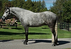 Connemara Conformation, Century Hill's Hazy Weastleigh