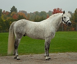 Connemara Stallion Conformation, Kippure Cara of Century Hill Fa