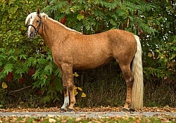 Connemara Stallion Conformation, Get Smart of Jump 4 Joy Training Centre