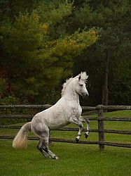 Connemara Stallion Free Runninhg Vertical  Kippure Cara, Century