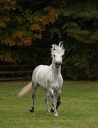 Connemara Stallion Free Runninhg Vertical Kippure Cara, Century Connemara Stallion Free Runninhg Vertical Kippure Cara, Century