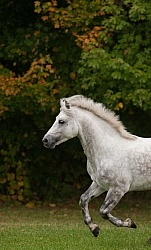 Connemara Stallion Free Running Vertical, Kippure Cara, Century Connemara Stallion Free Running Vertical, Kippure Cara, Century