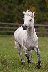 Connemara Stallion Free Running Vertical, Kippure Cara, Century