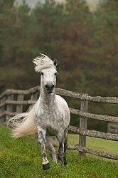 Connemara Stallion Free Running Vertical, Kippure Cara, Century