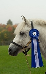 Connemara Stallion Portrait, Kippure Cara, Century Hill Farm Connemara Stallion Portrait, Kippure Cara, Century Hill Farm