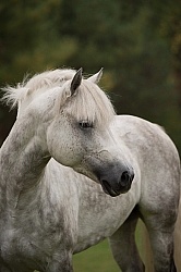 Connemara Stallion Portrait, Kippure Cara, Century Hill Farm Connemara Stallion Portrait, Kippure Cara, Century Hill Farm