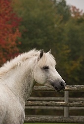 Connemara Stallion Portrait, Kippure Cara, Century Hill Farm Connemara Stallion Portrait, Kippure Cara, Century Hill Farm
