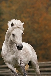 Connemara Stallion Portrait, Kippure Cara, Century Hill Farm Connemara Stallion Portrait, Kippure Cara, Century Hill Farm