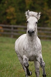Connemara Stallion Portrait, Kippure Cara, Century Hill Farm Connemara Stallion Portrait, Kippure Cara, Century Hill Farm