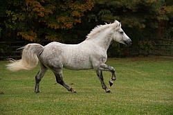 Connemara Stallion Free Running Horizontal, Kippure Cara, Centur