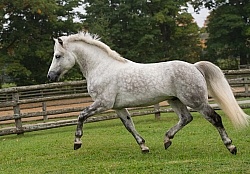 Connemara Stallion Free Running Horizontal, Kippure Cara, Centur