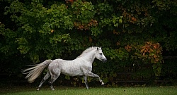 Connemara Stallion Free Running Horizontal, Kippure Cara, Centur