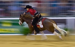 Cira Baeck BEL and Colonels Shining Gun WEG 2014 Normandy