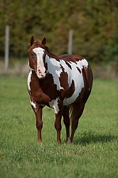 Paints Overweight Horse