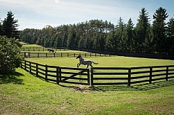 Fencing and Paddocks Wood Fencing and Paddocks