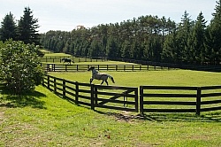 Fencing and Paddocks Wood Fencing and Paddocks