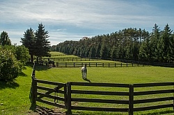 Fencing and Paddocks Wood Fencing and Paddocks