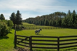 Fencing and Paddocks Wood Fencing and Paddocks