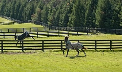 Fencing and Paddocks Wood Fencing and Paddocks