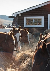Dusty Hay