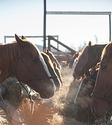 Dusty Hay