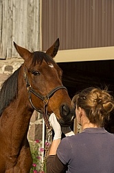 Vet Checking Teeth