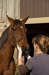 Vet Checking Teeth