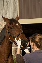 Vet Checking Teeth