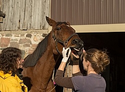 Vet Checking Teeth