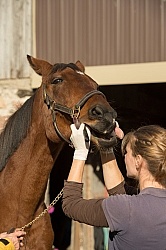 Vet Checking Teeth