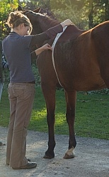 Vet Tape Measuring for Weight