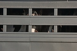 Horses on a Stock Trailer