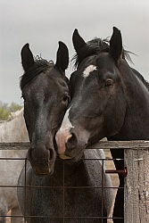 Wire and Wood Fencing