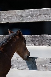 Foal Chewing Wood Fence