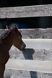 Foal Chewing Wood Fence
