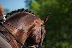 Oldenburg Schooling Dressage