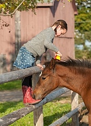 Foal Behind Wood Fencing