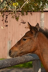 Foal Behind Wood Fencing