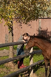 Foal Behind Wood Fencing