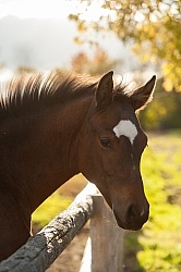 Foal Behind Wood Fencing