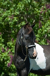 Miniature Horse Portrait Dakota Winds