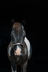 Miniature Horse Portrait Dakota Winds