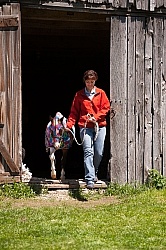 Miniature Horse Wearing a Slinky