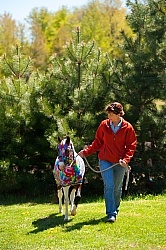 Miniature Horse Wearing a Slinky