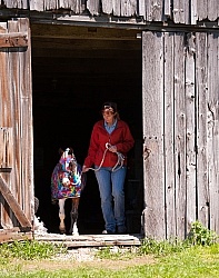 Miniature Horse Wearing a Slinky