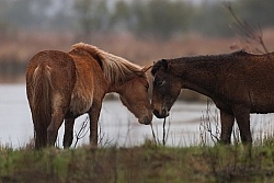 Corolla Horse in the Wild