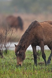 Corolla Horse in the Wild